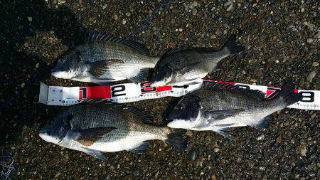 堺のテトラでフカセ釣り　チヌ4枚